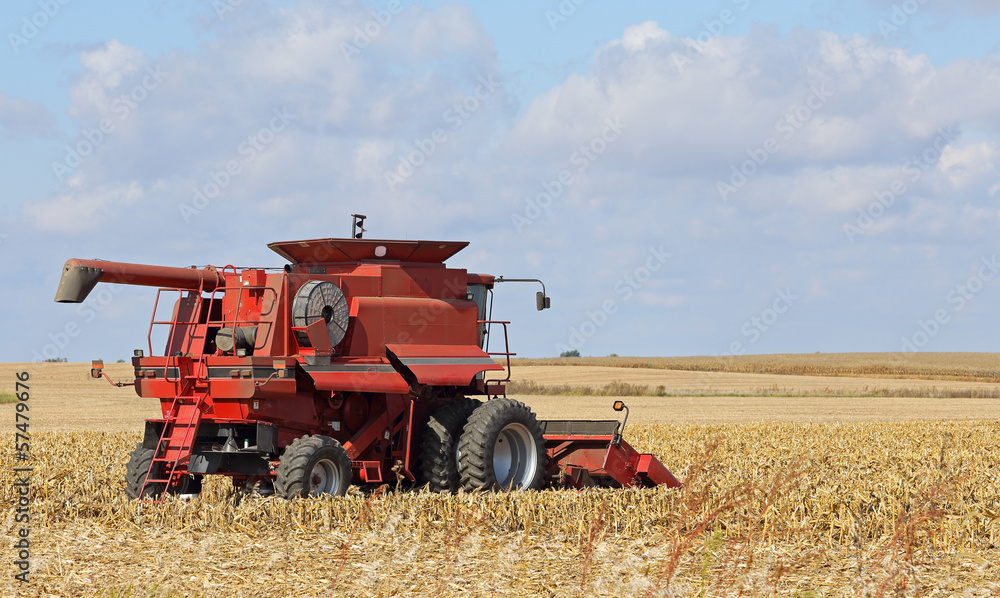 Fototapeta premium Łączenie kukurydzy