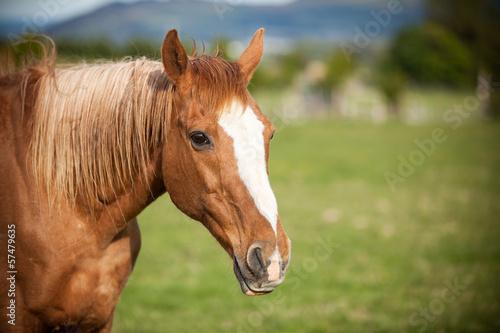 Portrait of a bay horse  9 years old  outdoors in the rays of th