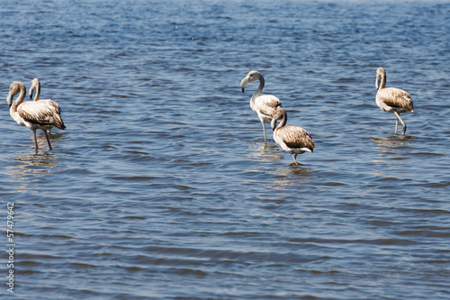 Flamingo's in het Bafa meer - Camici Golu