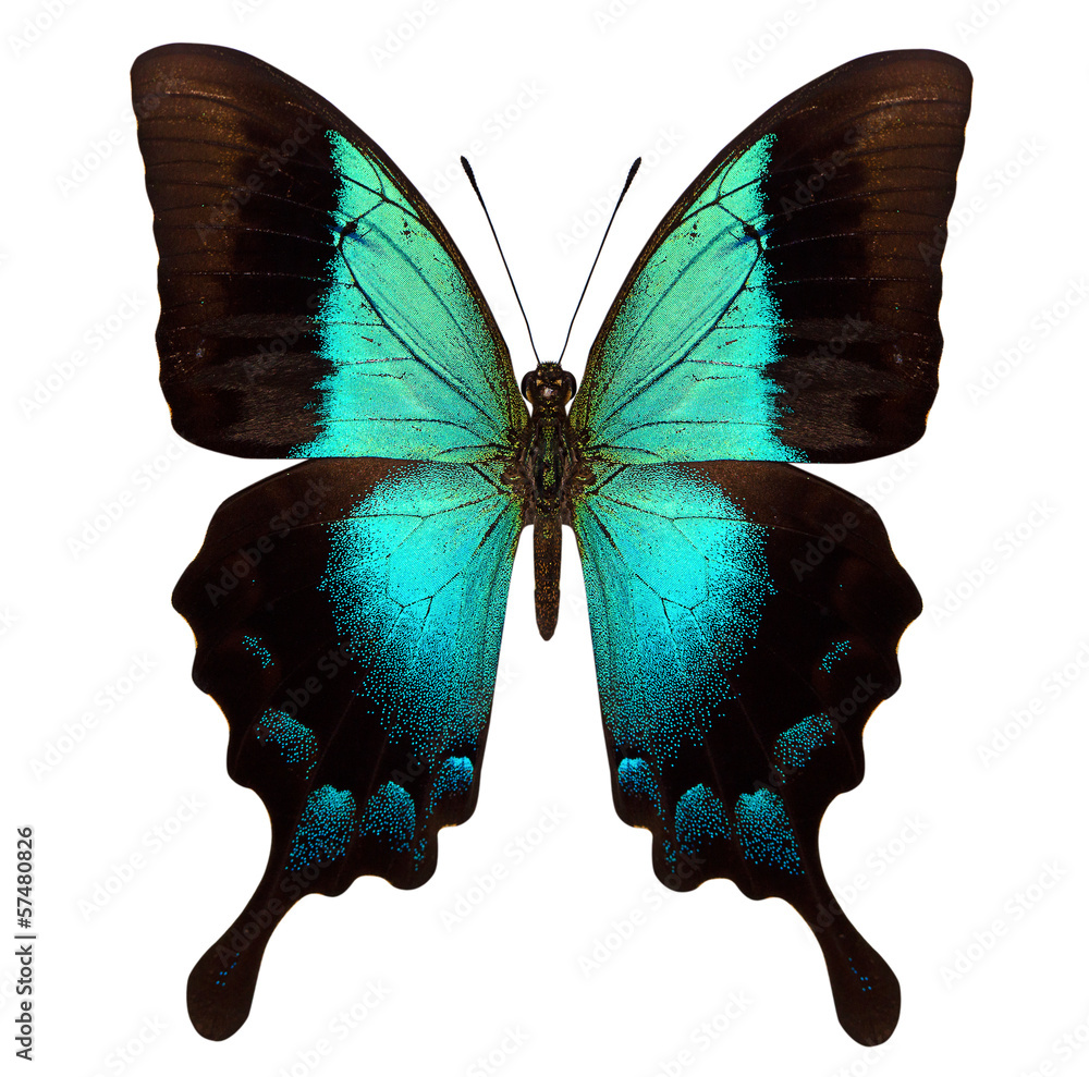 Fototapeta premium beautiful butterfly isolated on white