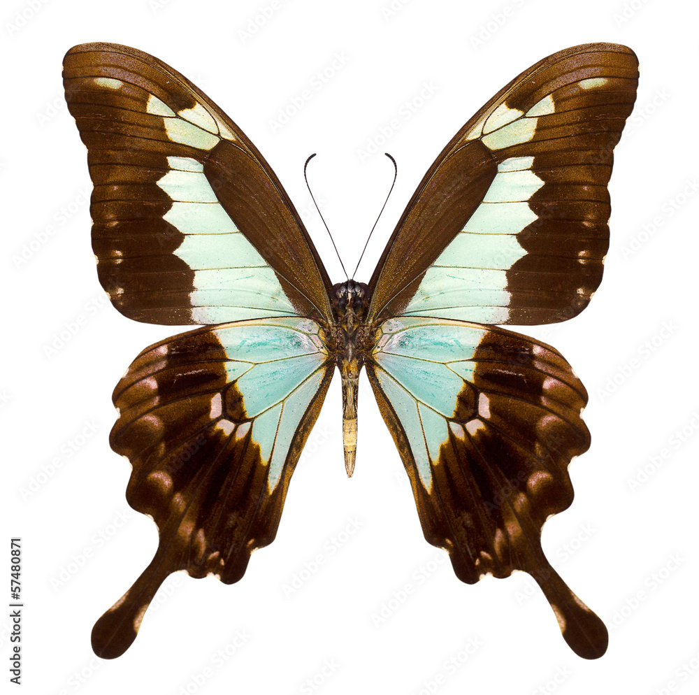 Fototapeta premium beautiful butterfly isolated on white