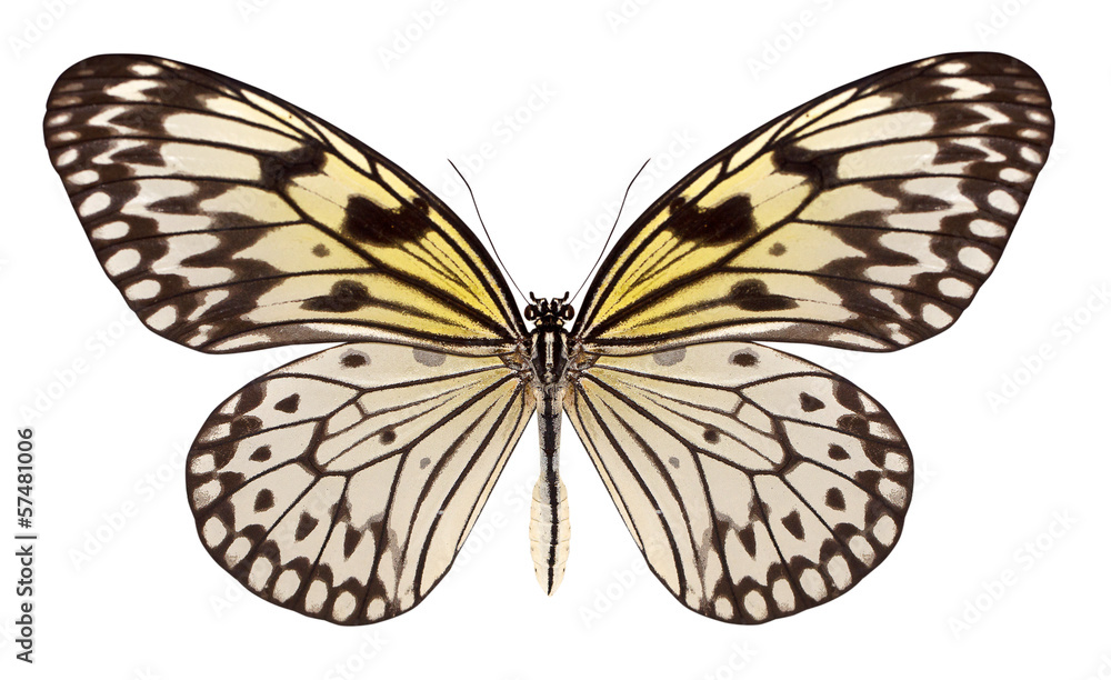 Naklejka premium beautiful butterfly isolated on white