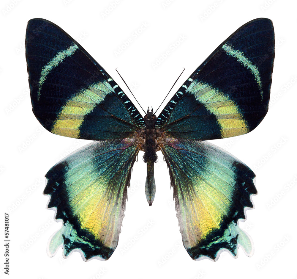 Naklejka premium beautiful butterfly isolated on white