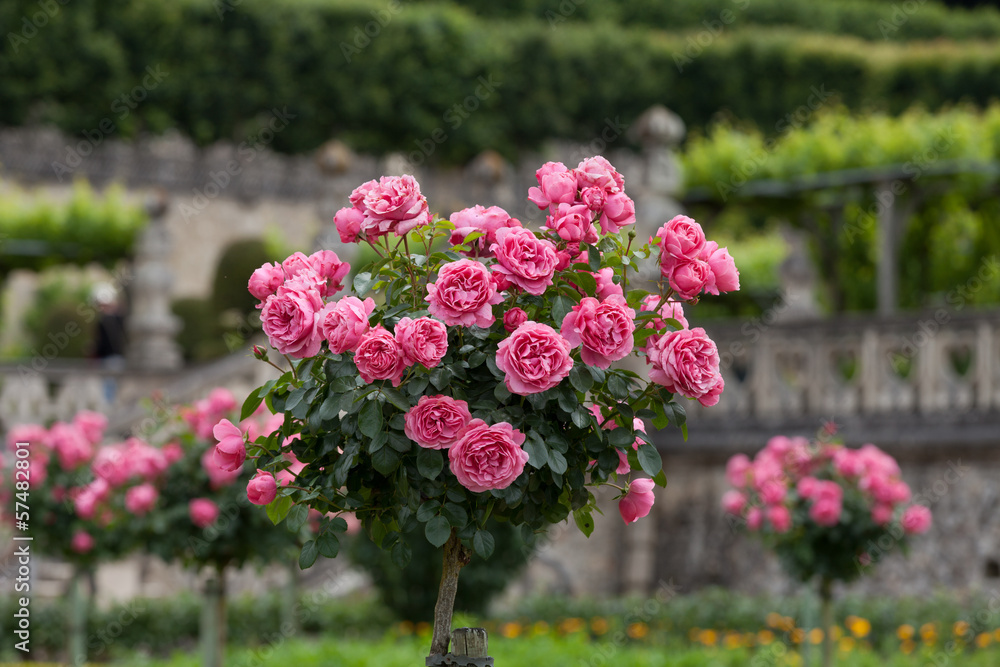Gardens and Chateau de Villandry  in  Loire Valley in France