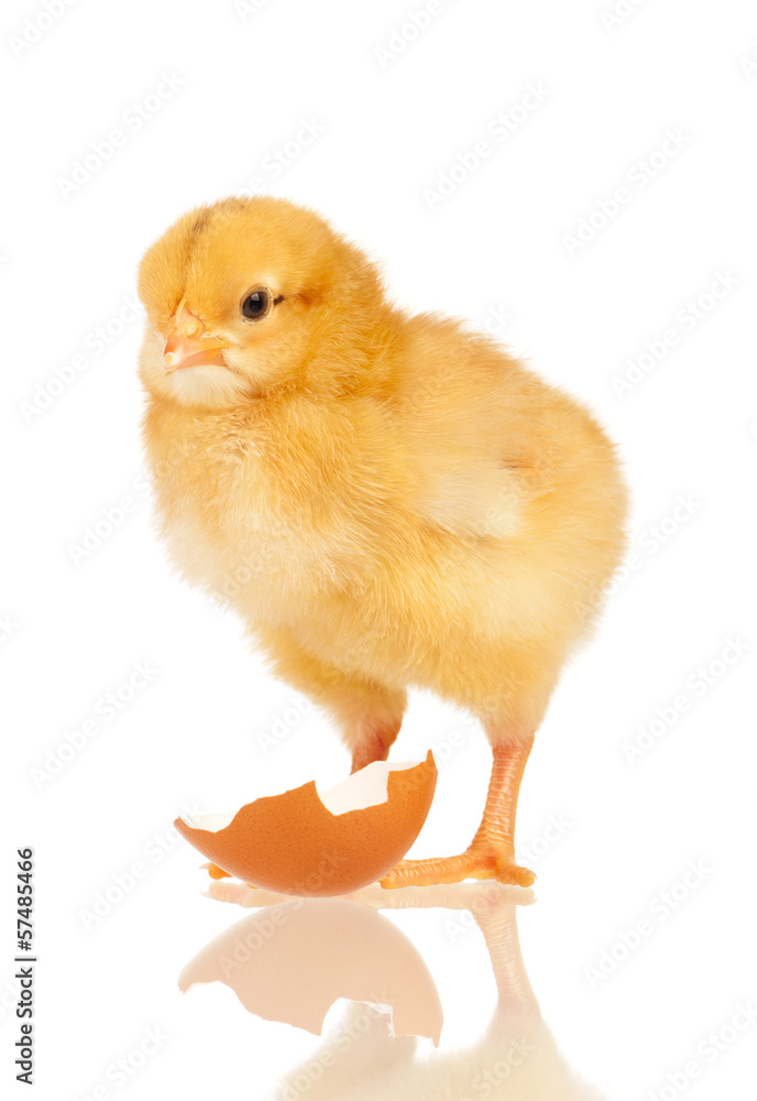 Obraz premium Little chicken