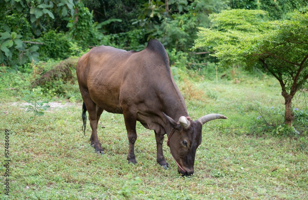 dark brown cow eating in the field dark brown cow eating in the field