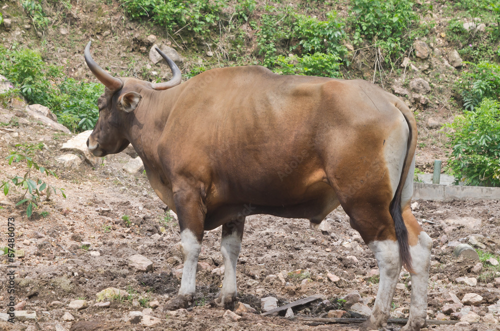 cow cow