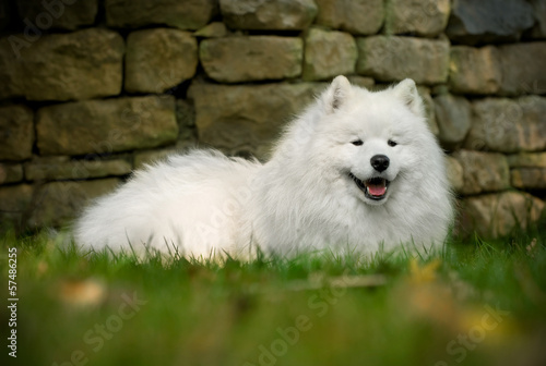 beautiful Samoyed © ststoev