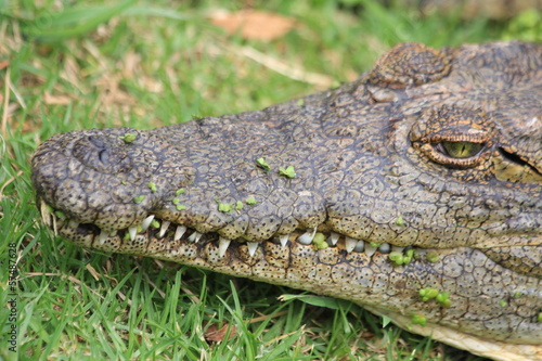 Krokodil Safari