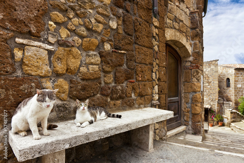 Two cats in a tuscany typical street © Creativemarc