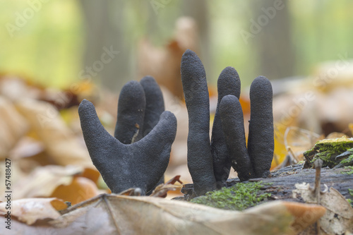 Langstielige Ahorn-Holzkeule (Xylaria longipes) photo