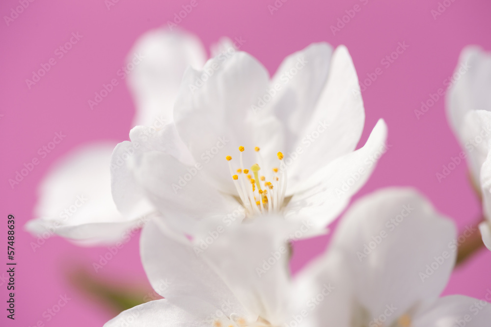 サクラの花 サクラの花