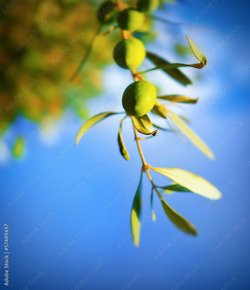 Fototapeta premium Olive tree branch