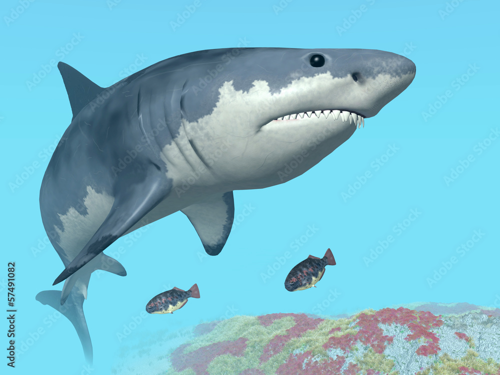 Fototapeta premium Great White Shark