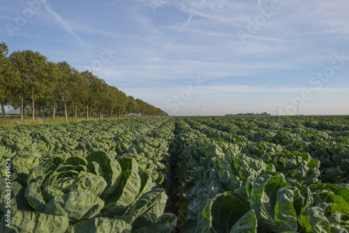 Vegetables growing in a fiels at fall