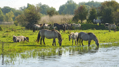 Wild horses drinking in a lake at fall
