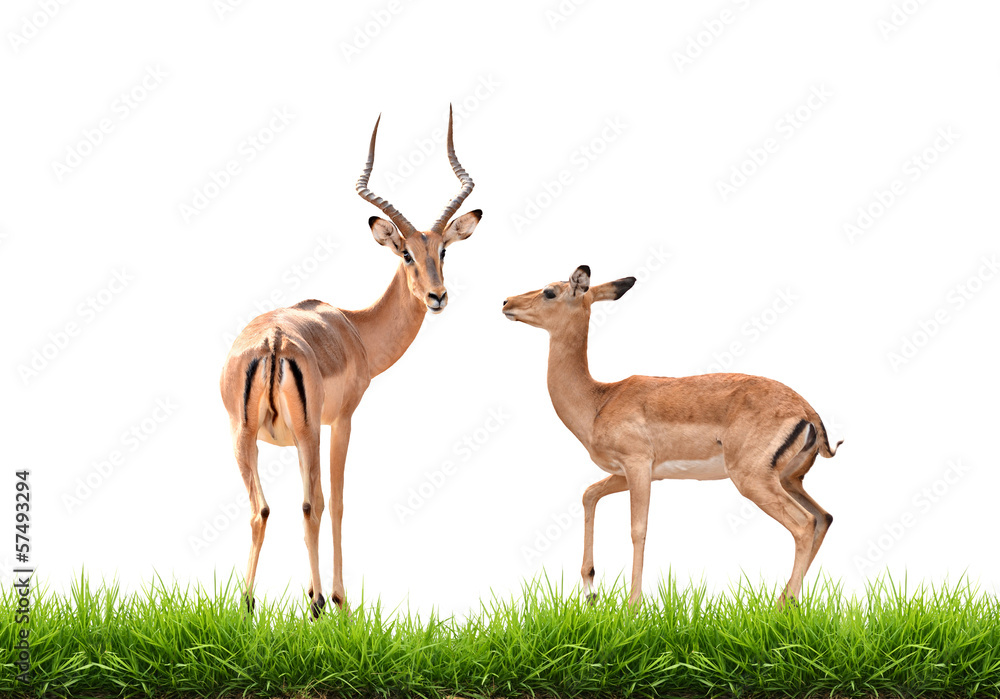 impala with green grass isolated