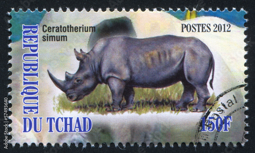 Rhinoceros photo