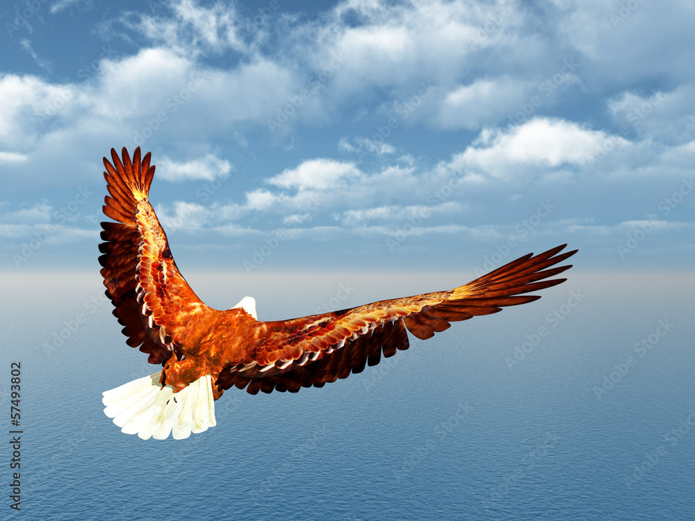 Obraz premium Sea Eagle