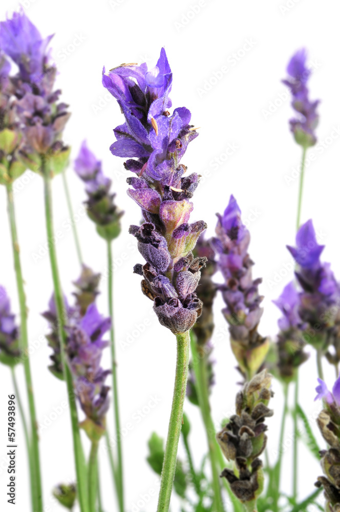 Naklejka premium lavender flowers