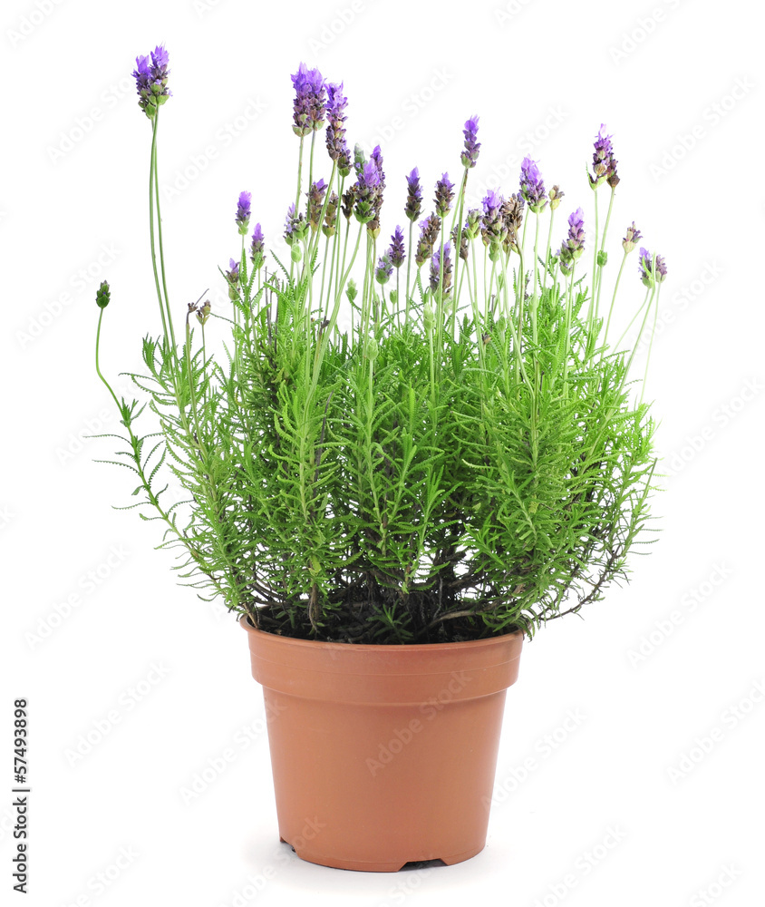 lavender plant