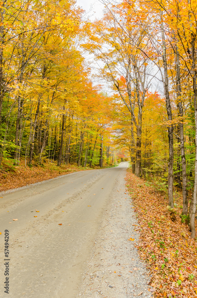 Dirt Road through an Autumn Forest