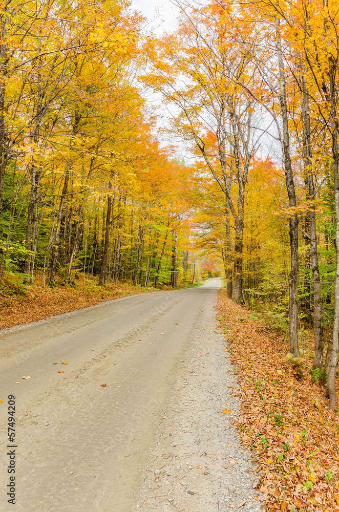 Dirt Road through an Autumn Forest Dirt Road through an Autumn Forest