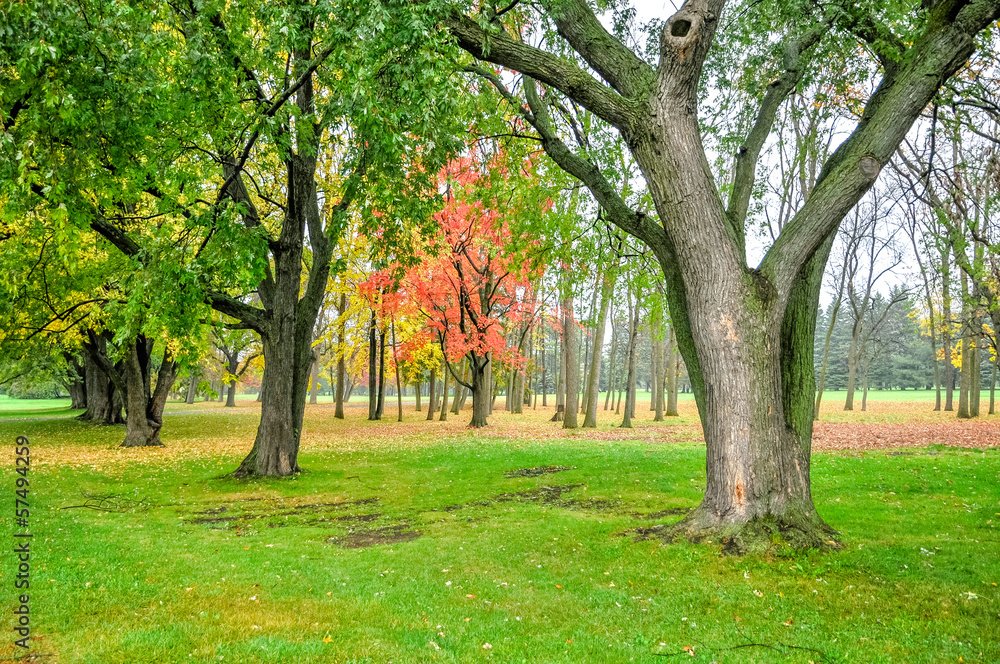 Forest in autumn