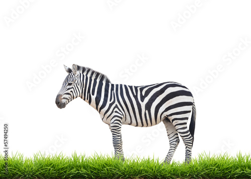 zebra with green grass isolated