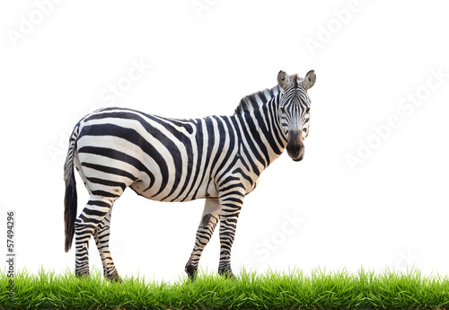 zebra with green grass isolated