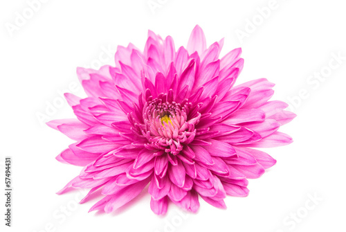 pink chrysanthemum isolated