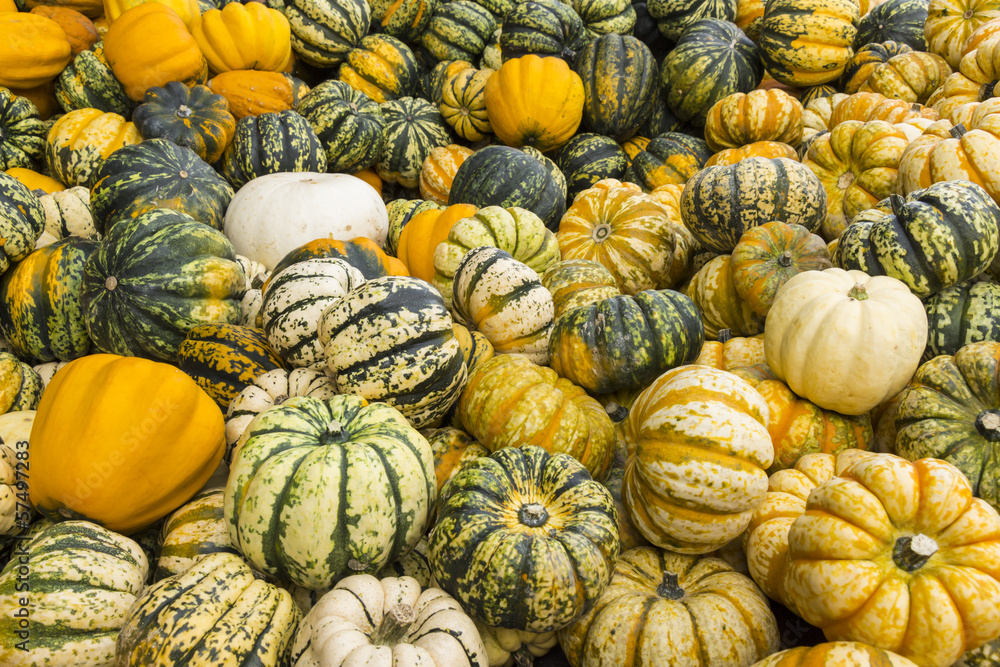 Green-White and Yellow-White Striped Pumpkins