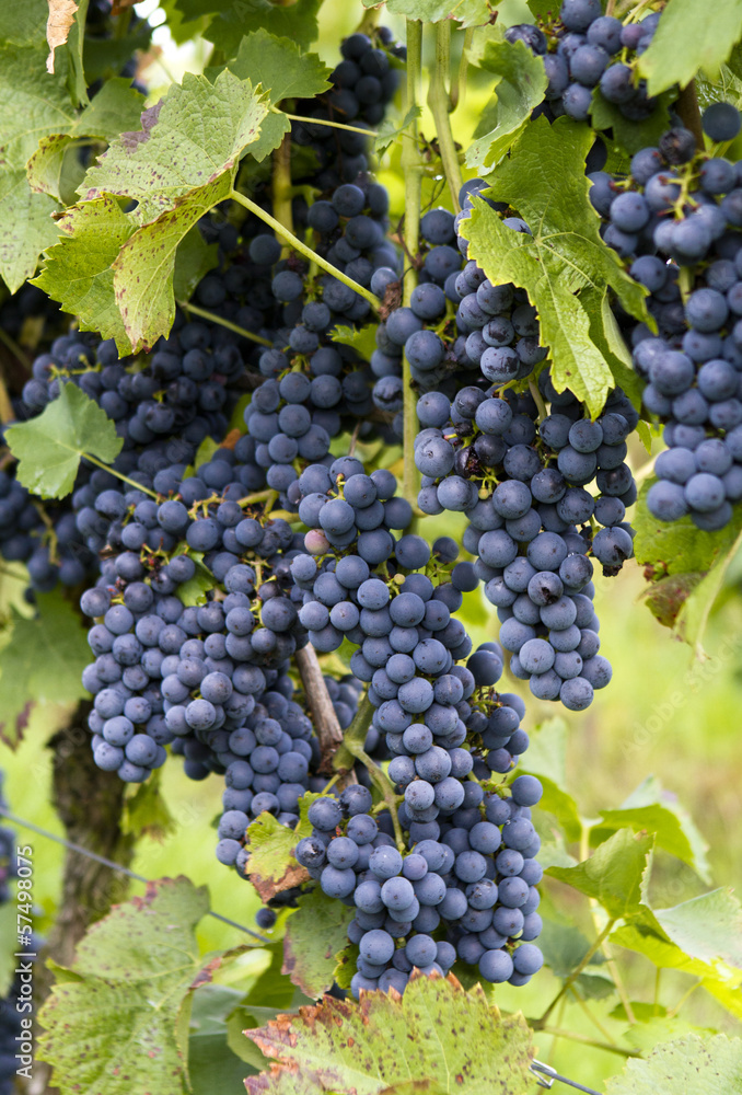 Ripe red wine grapes