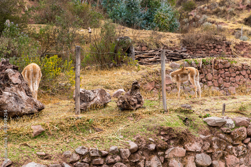 Farm of llama,alpaca,Vicuna in Peru,South America