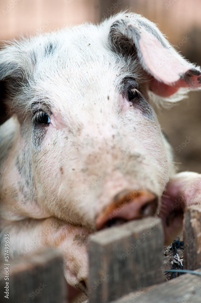 Fototapeta premium little pig