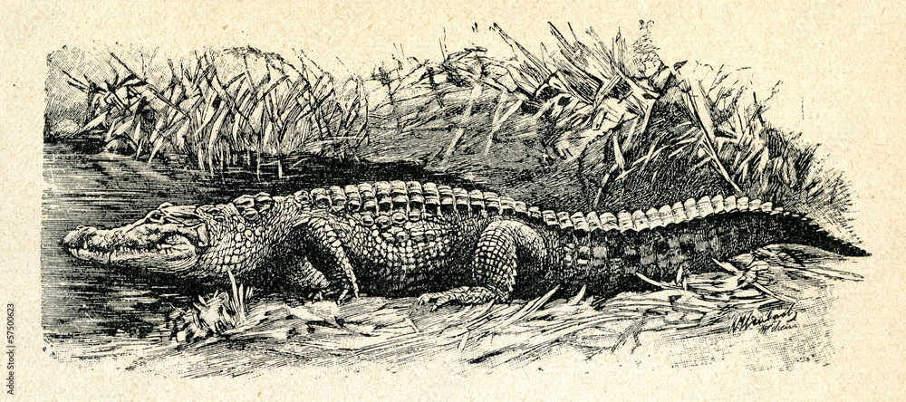 Naklejka premium Nile crocodile (Crocodylus niloticus)