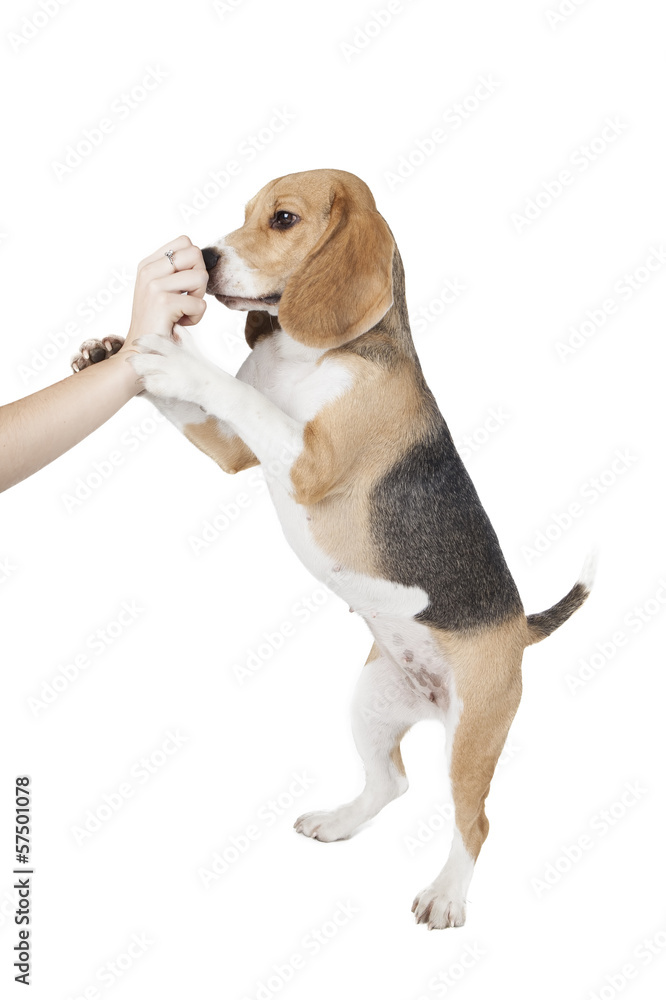 beagle dog plays with hand