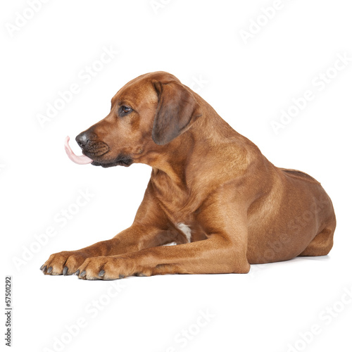 Rhodesian Ridgeback portrait