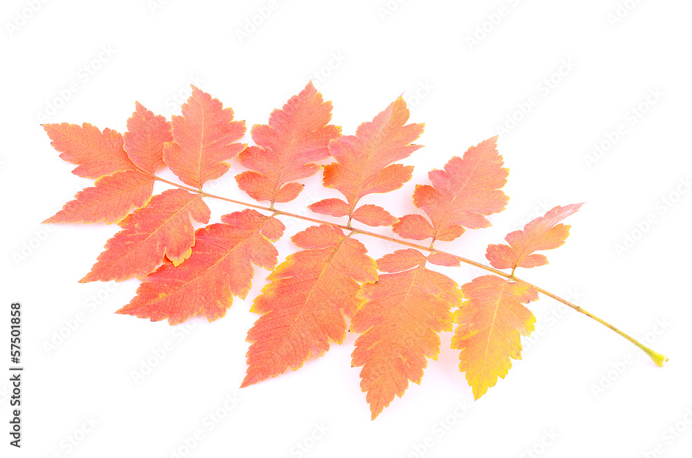Autumn leaf isolated on white background Autumn leaf isolated on white background