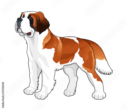 Saint Bernard.