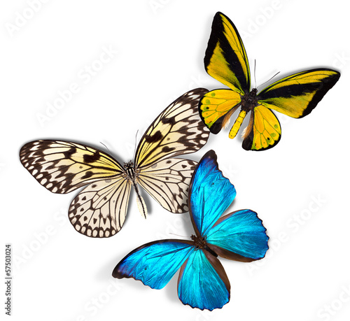 group of butterflies © boule1301