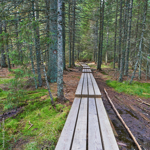 Fototapeta Naklejka Na Ścianę i Meble -  Wooden paths to forest HDR
