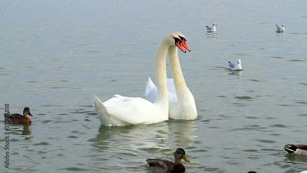 White swans on the water White swans on the water