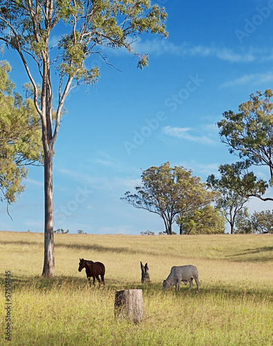 Australian rural landscape view © sherjaca