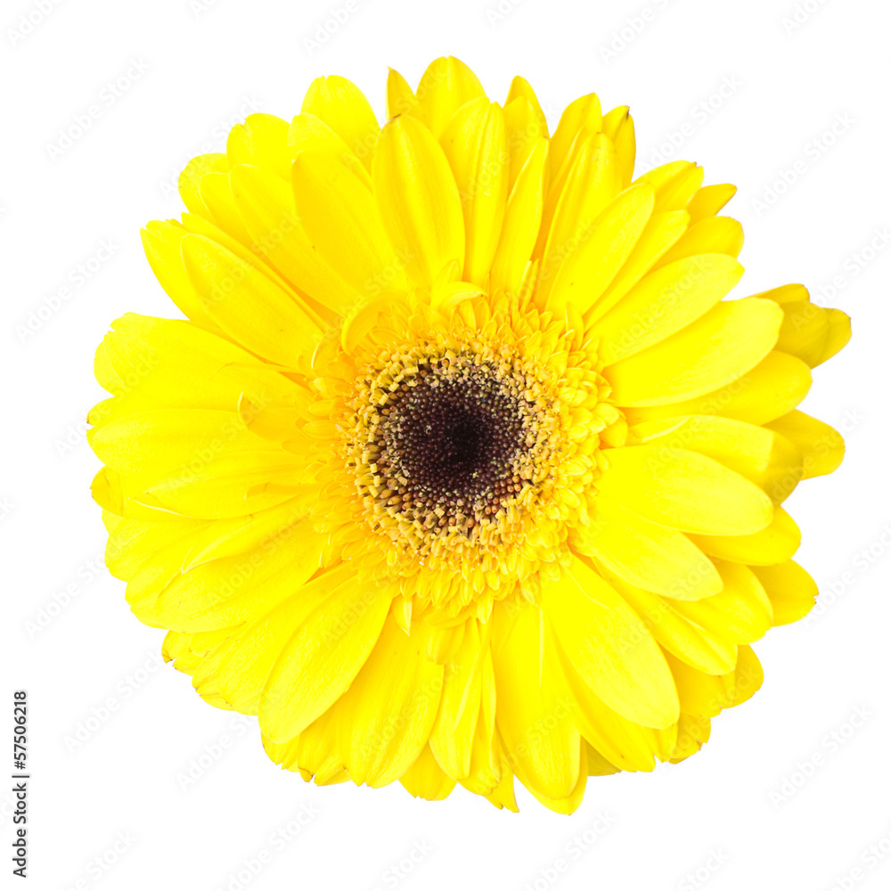 Gerbera flower isolated on white background Gerbera flower isolated on white background
