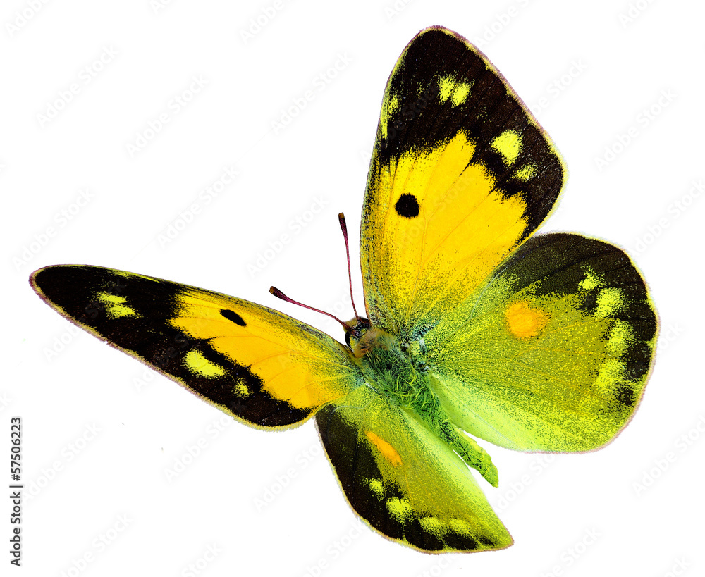 Naklejka premium Dark Clouded Yellow (Colias croceus) in flight