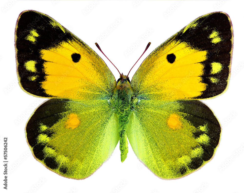Fototapeta premium Dark Clouded Yellow (Colias croceus) isolated on white