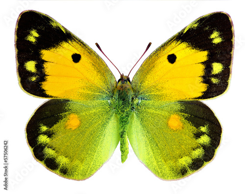 Dark Clouded Yellow (Colias croceus) isolated on white photo