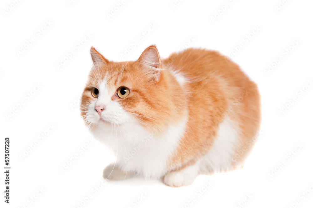 Ginger mixed breed cat, isolated on white Ginger mixed breed cat, isolated on white
