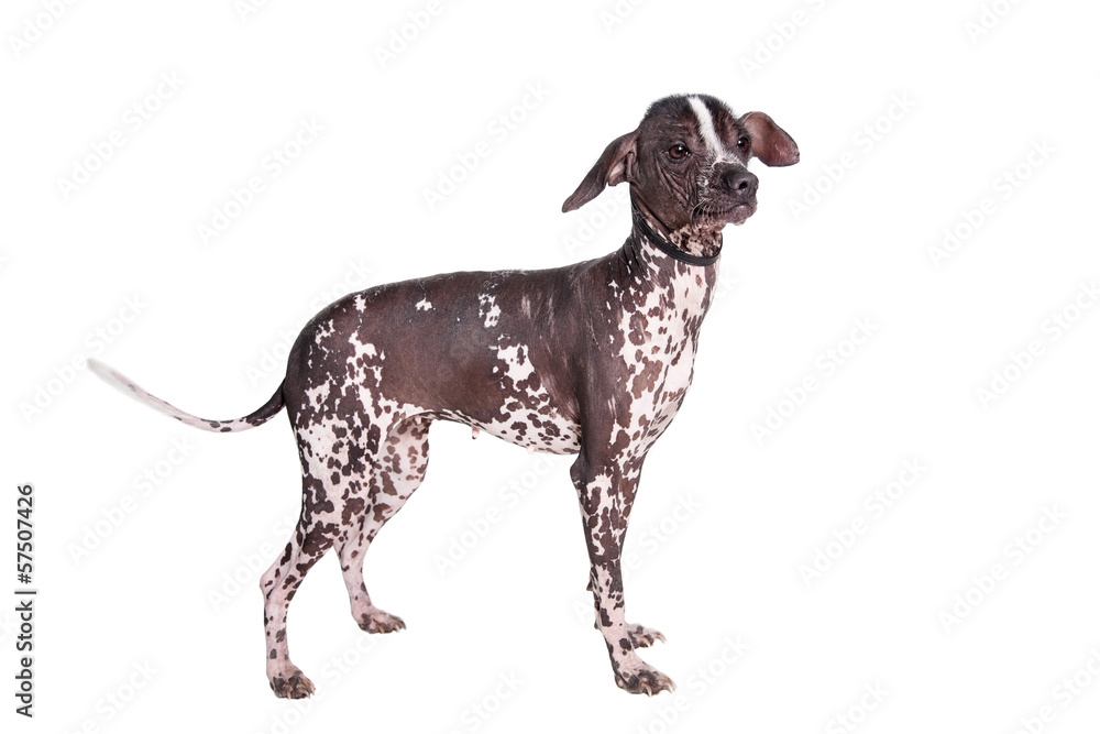 Peruvian Hairless Dog (1 years) isolated on white Peruvian Hairless Dog (1 years) isolated on white